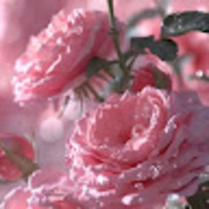 Meet your Posher, Rosa